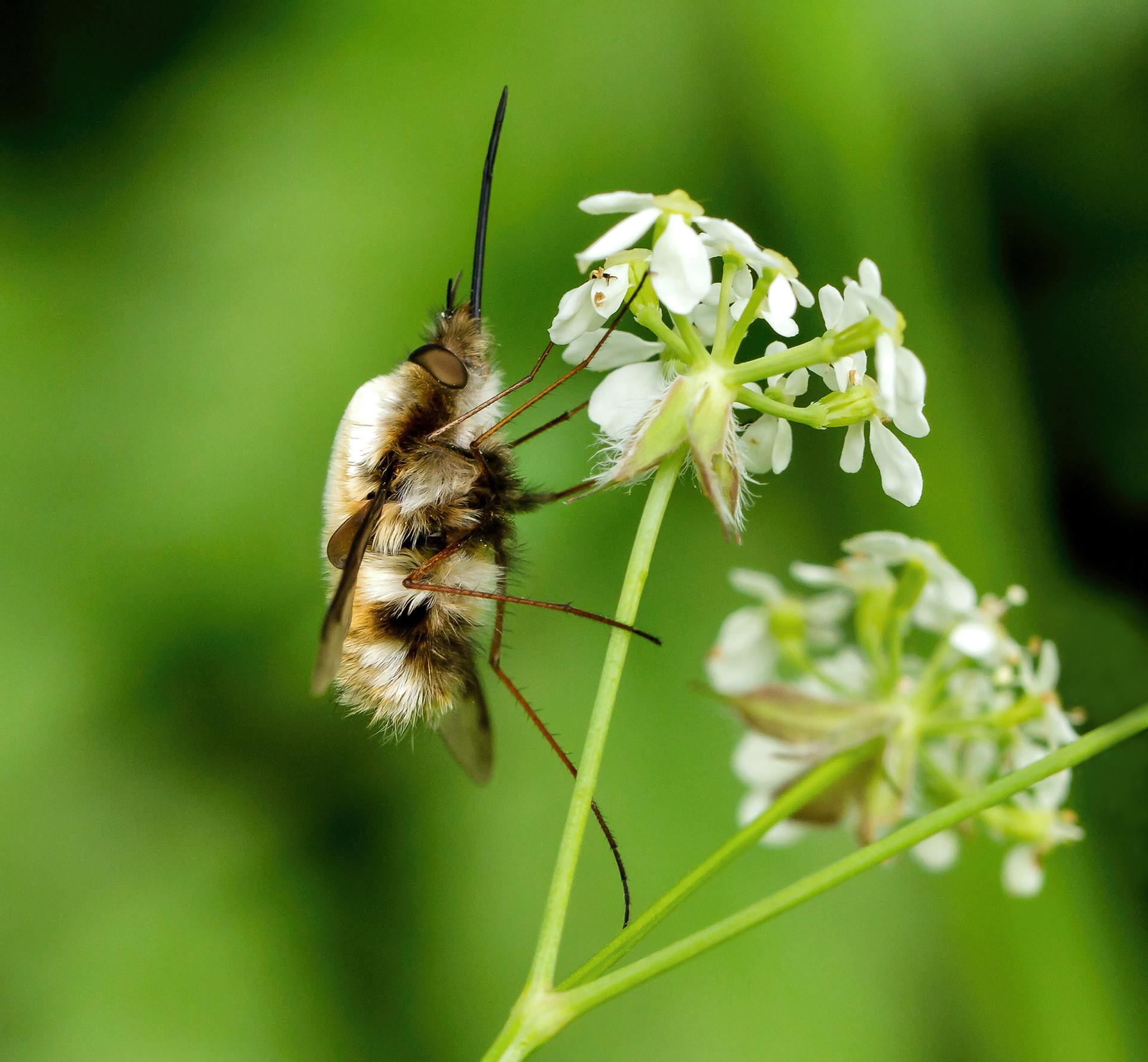 Bee Fly