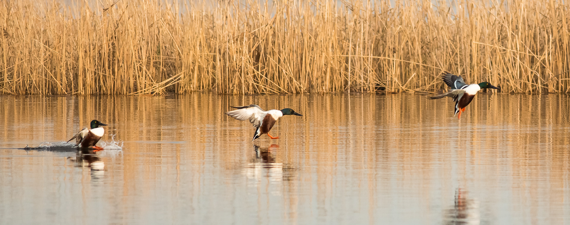 Trio of Shoveller Duck