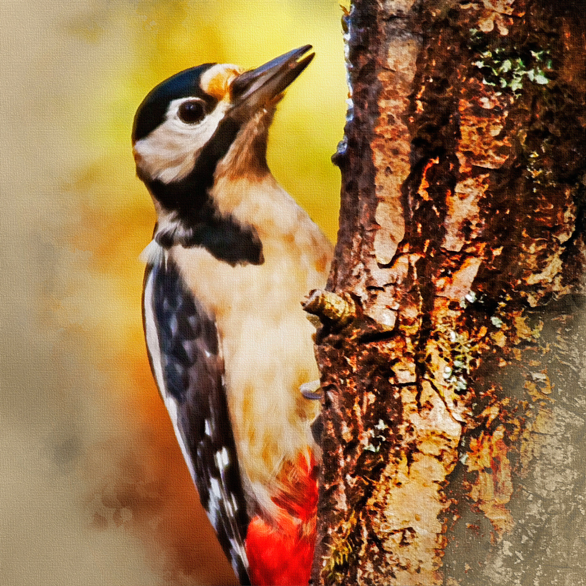 Greater Spotted Woodpecker (Male, Dendrocopos major)