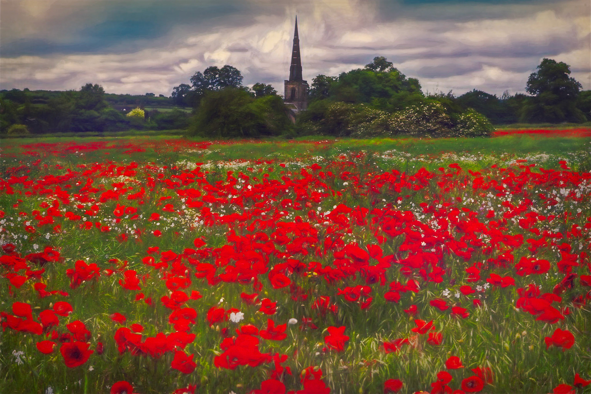 Poppies Galore!