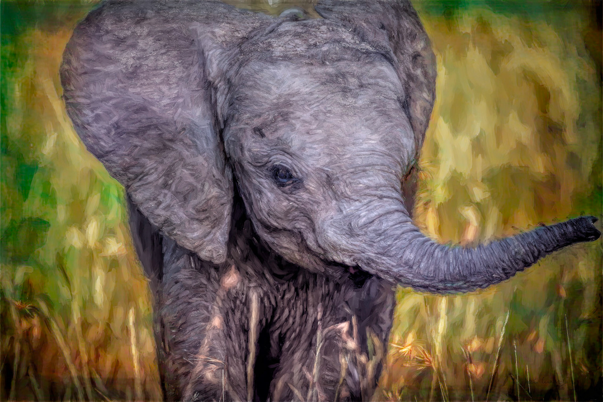 Baby Elephant (African bush elephant {Loxodonta africana})