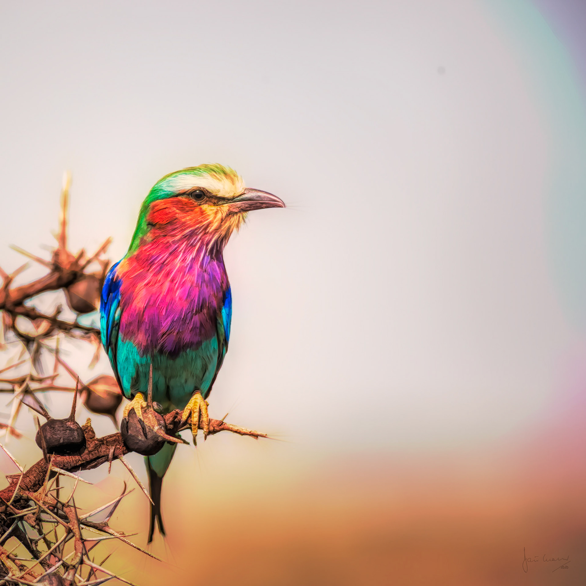 Lilac-breasted roller (Coracias caudatus)