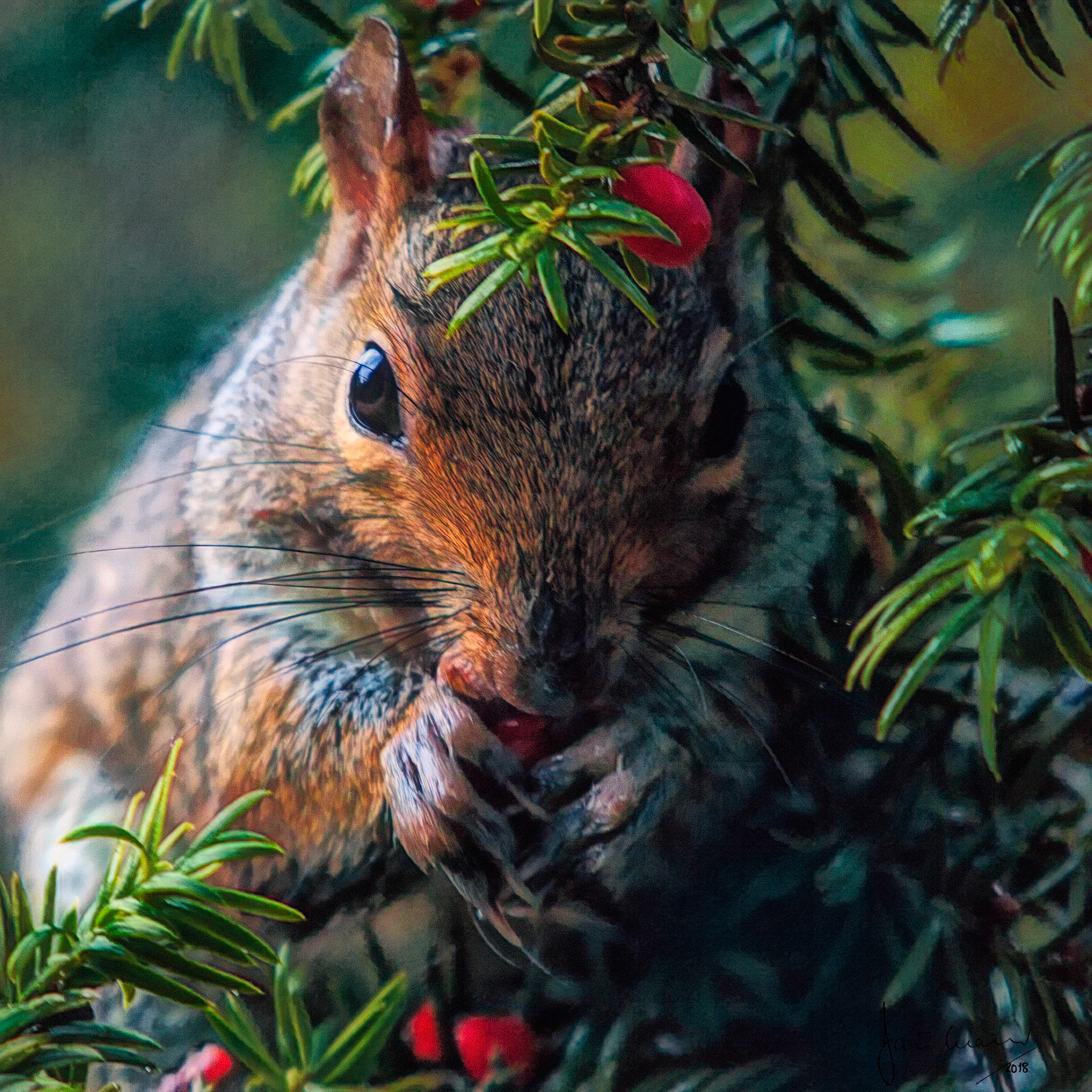 Yum, Yum...Yew Berries!Grey squirrel (Sciurus carolinensis)