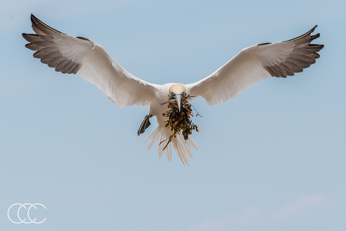 northern gannet (morus bassanus), qc, canada