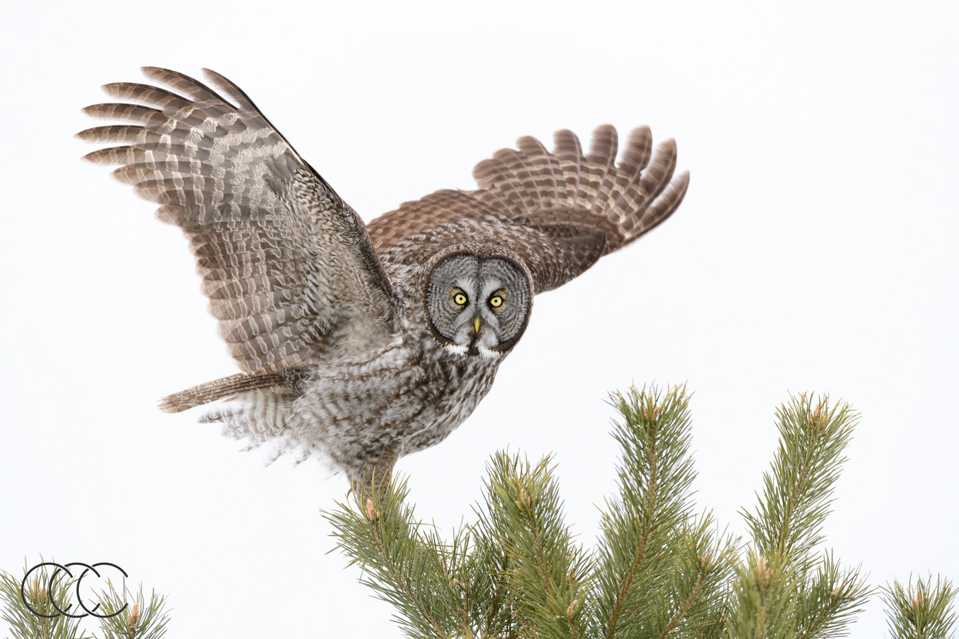 great grey owl (strix nebulosa), qc, canada
