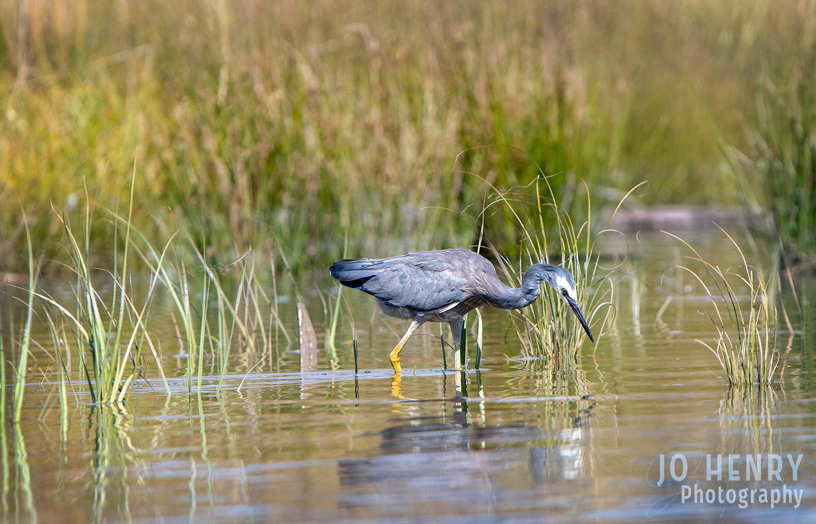 Heron