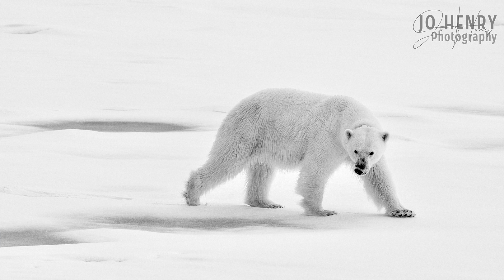Mother Bear