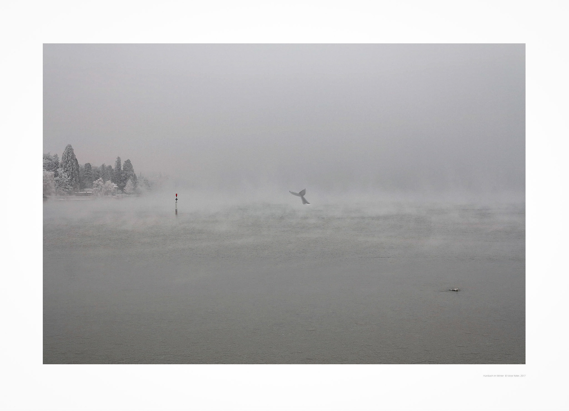 Der Thunersee -Wal vor Hünibach 2012