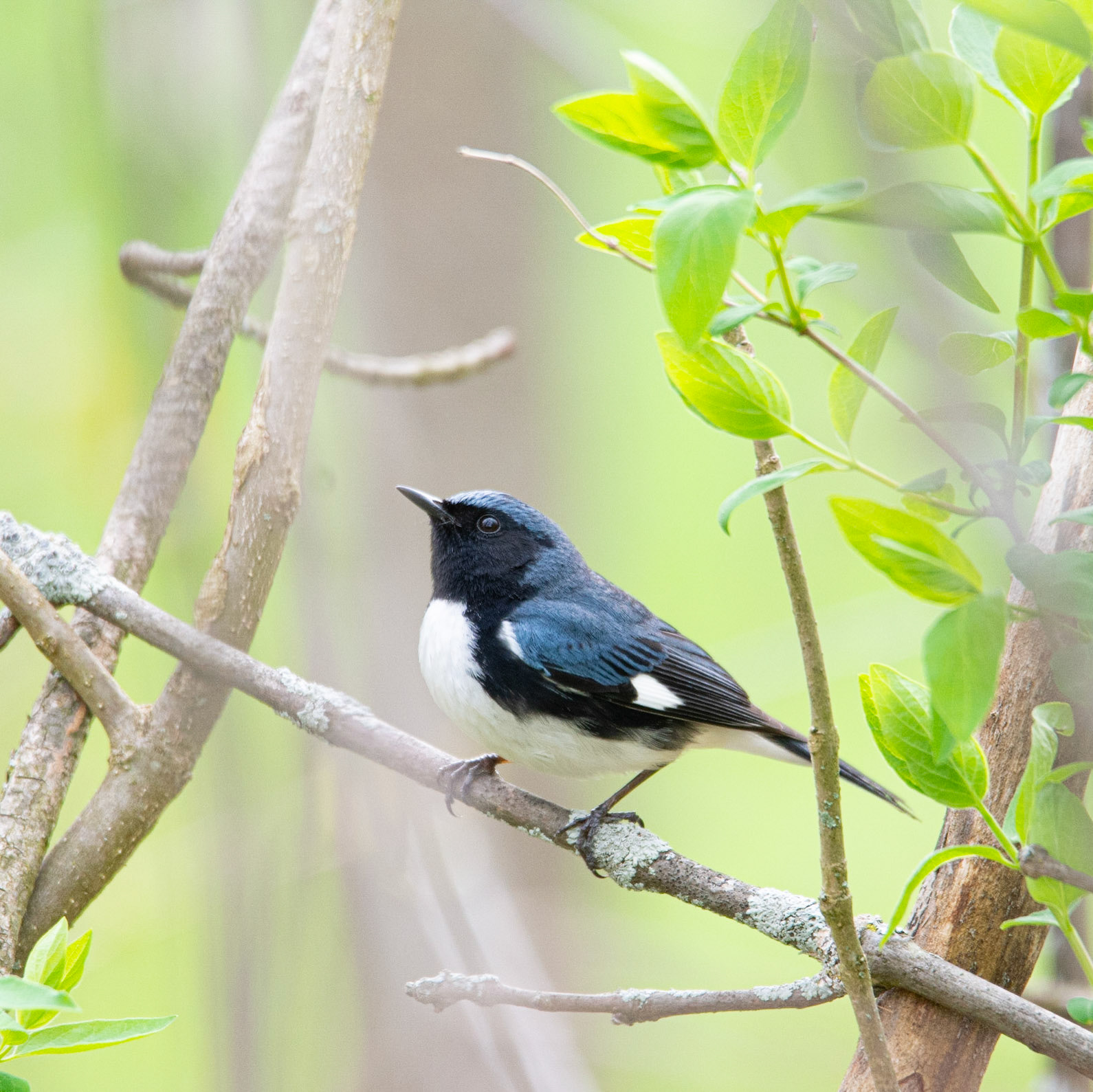 Black Throated Blue Warbler - Kingston, Canada