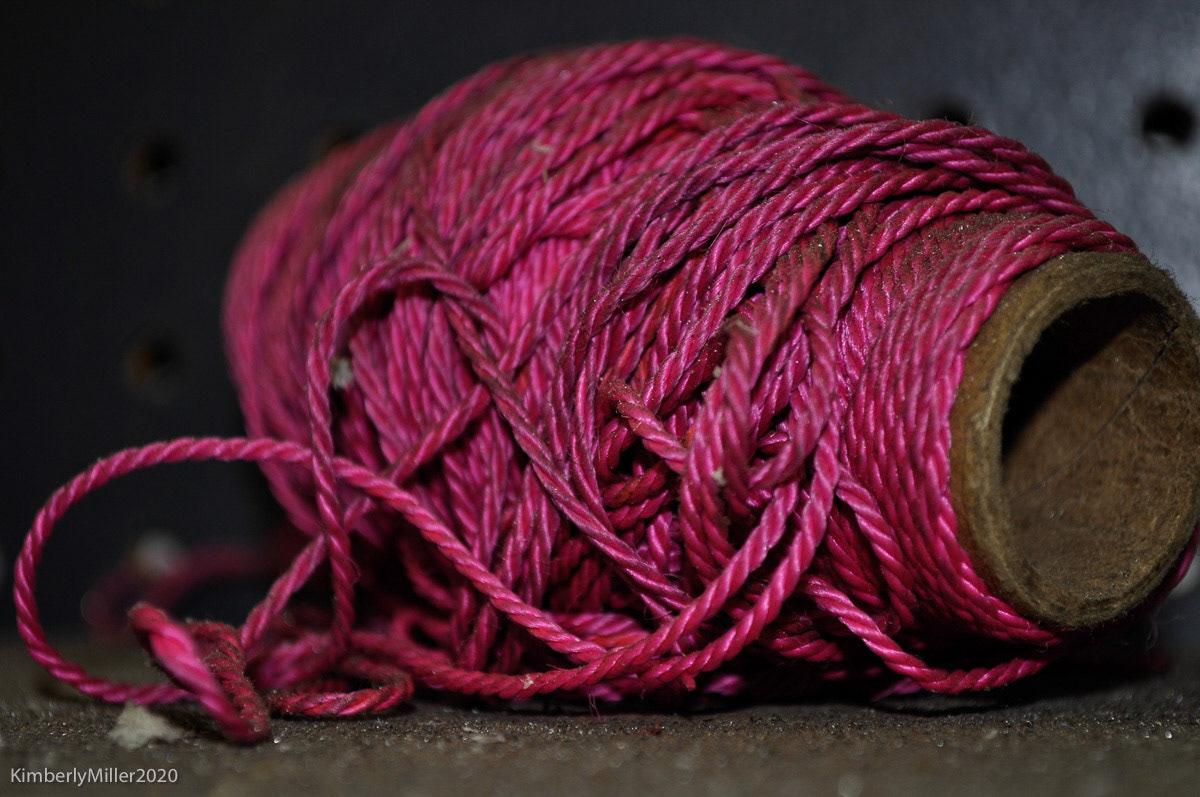 Tangled: Camera Settings: Nikon D500, ISO 100, 55mm, f/5.6, 1/60s