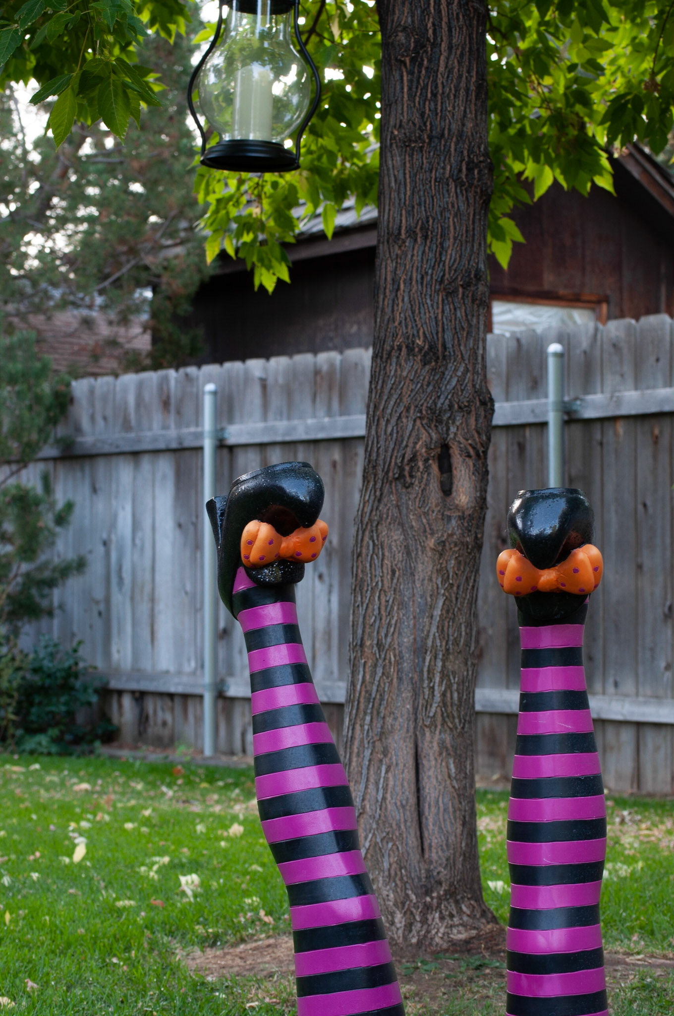 This was witch legs shot at 1/25s F8 and ISO 200, Still shot to show depth, 20200926, Backyard, Miller, This was my 2nd favorite outcome when adjusting my ISO/F/Shutter speed. This shot did not have the vibrancy in color as the other, but did capture the depth of the fence in the background. Camera Settings: Nikon D500, ISO 200, 55mm, f/8, 1/25s