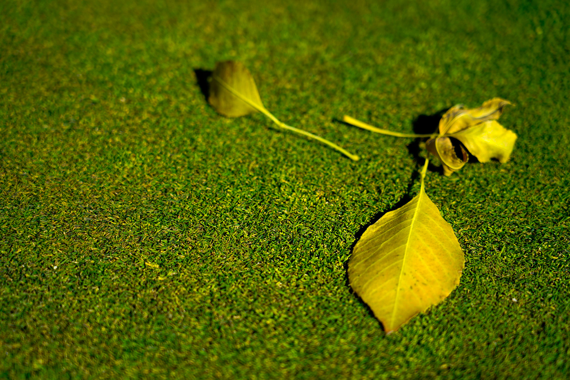 7. Signs of Fall, Constant reminder of the changing seasons with the fallen leaves littering the greens. 20201020, Silver Sage golf course, Miller, Enjoyed the aftenoon prior to leaving on a work trip and found the serenity of the golf course, JPG, ISO 50, 105mm f/4 1/400sec