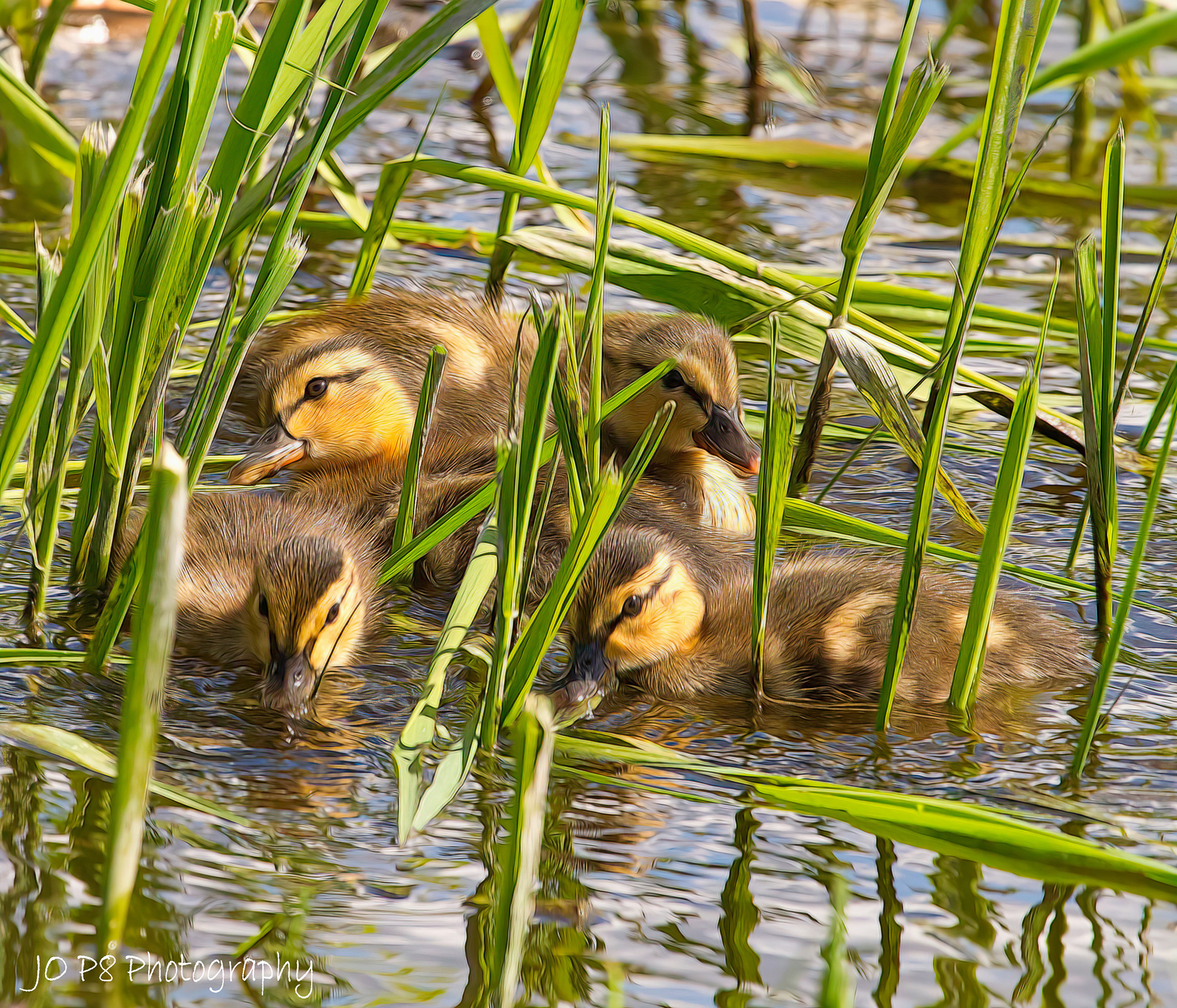 Ducklings in Reeds