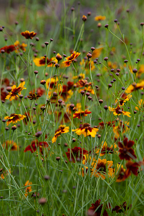 #9606 | Meisjesogen | Coreopsis