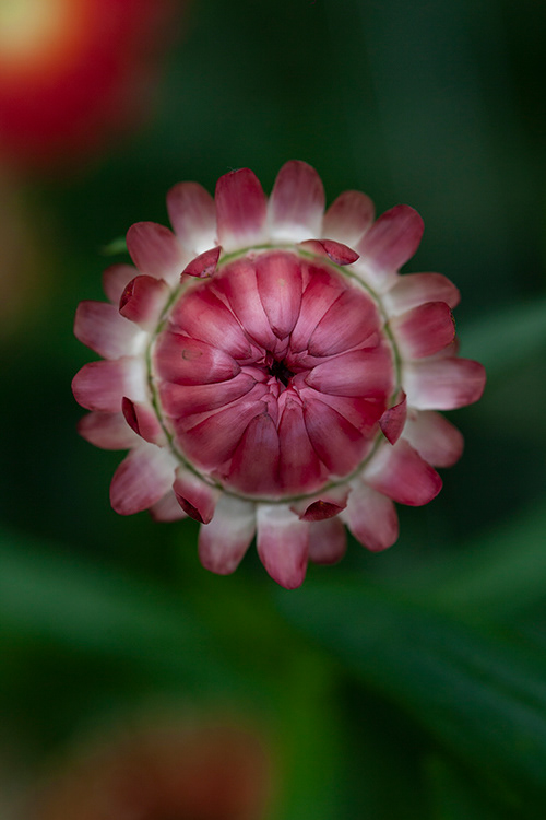 #9966 | Helichrysum | Strobloem | Strawflower