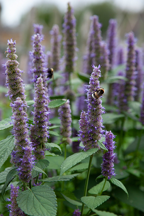#9848 | Agastache | Dropplant | Mexican Hyssop