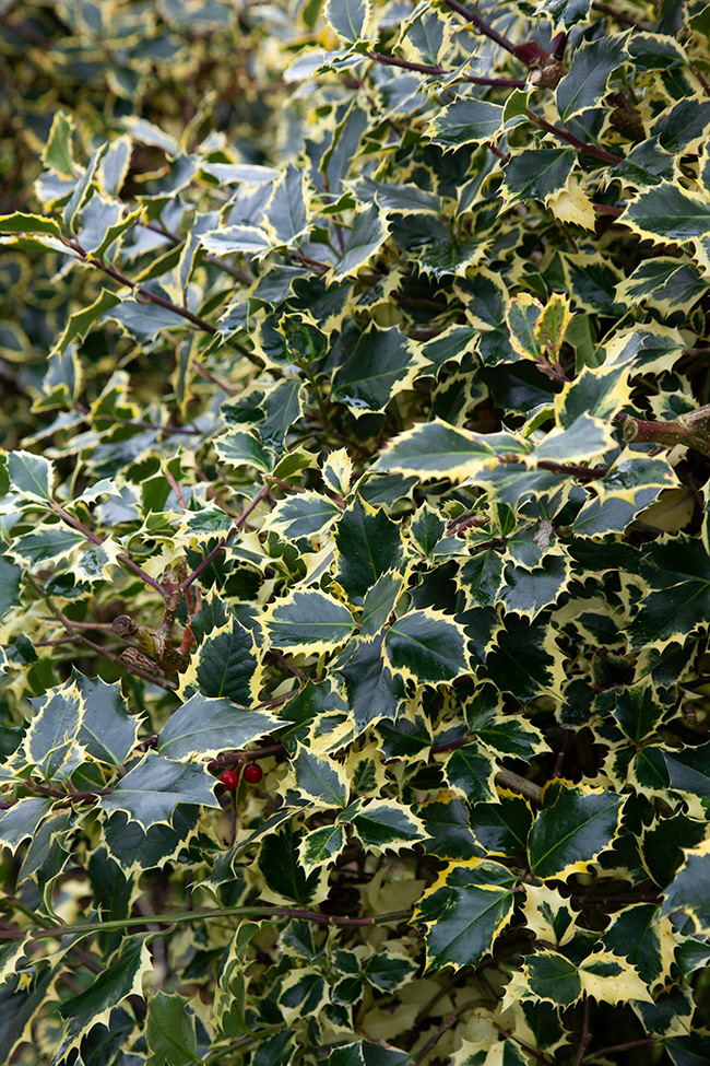 KG 046