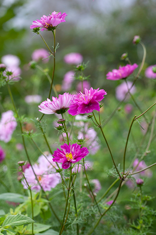 #0021 | Cosmea | Cosmos