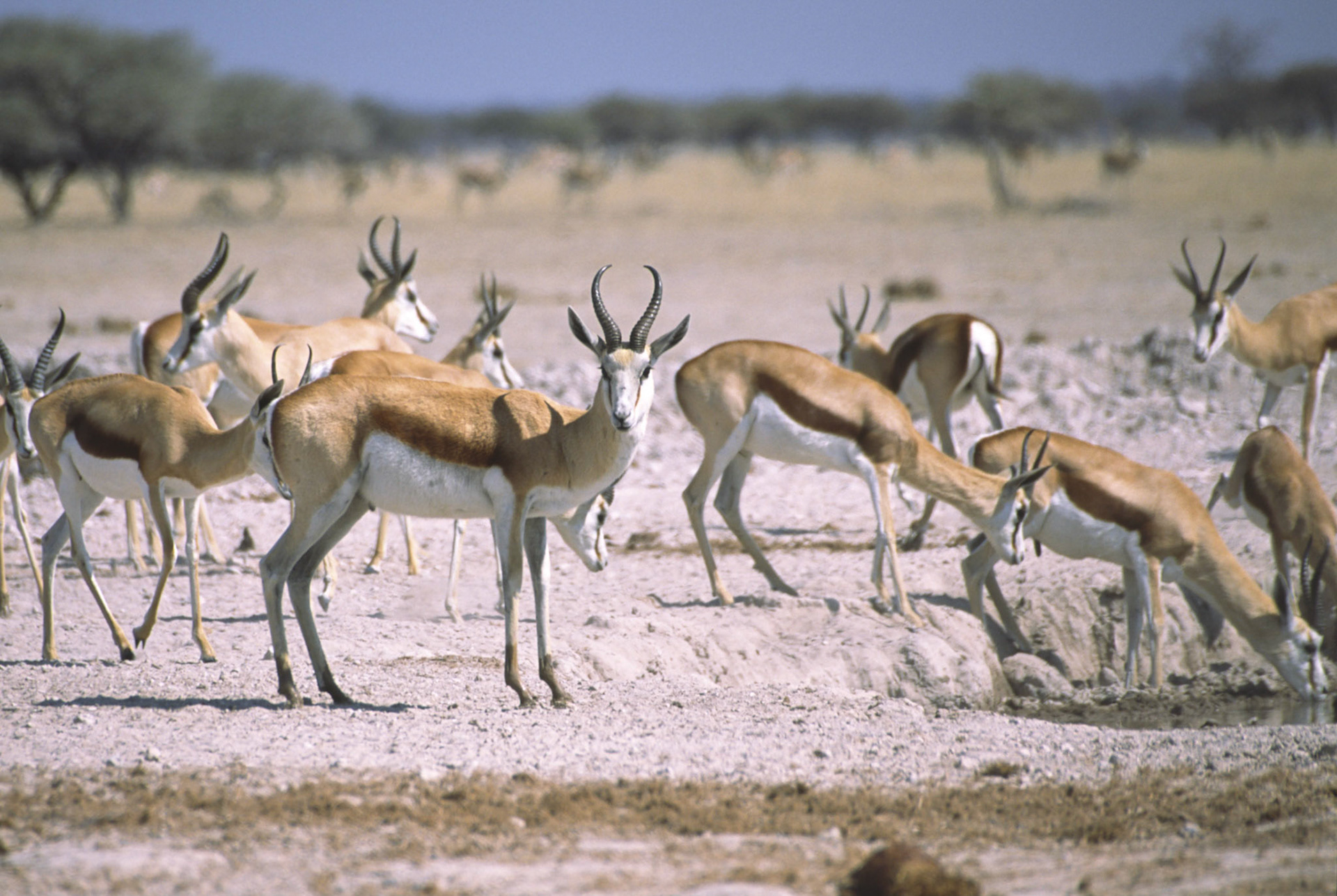 Springbok, Nxai Pan National Park Botswana