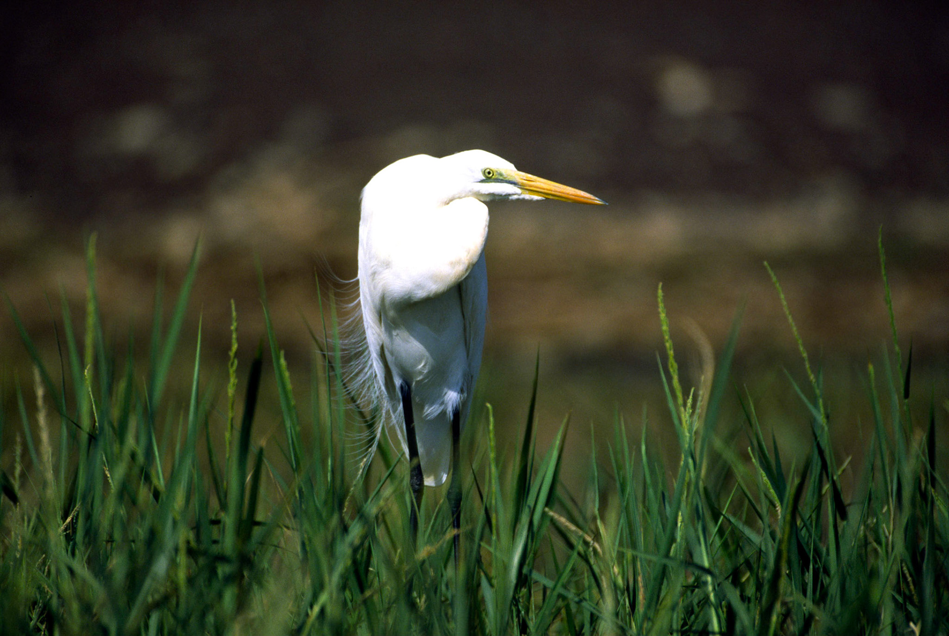 Great Egret, Lake Baringo Kenya