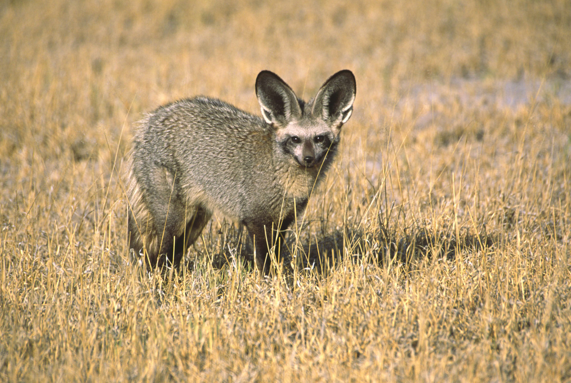 Bat eared fox, Nxai Pan National Park Botswana
