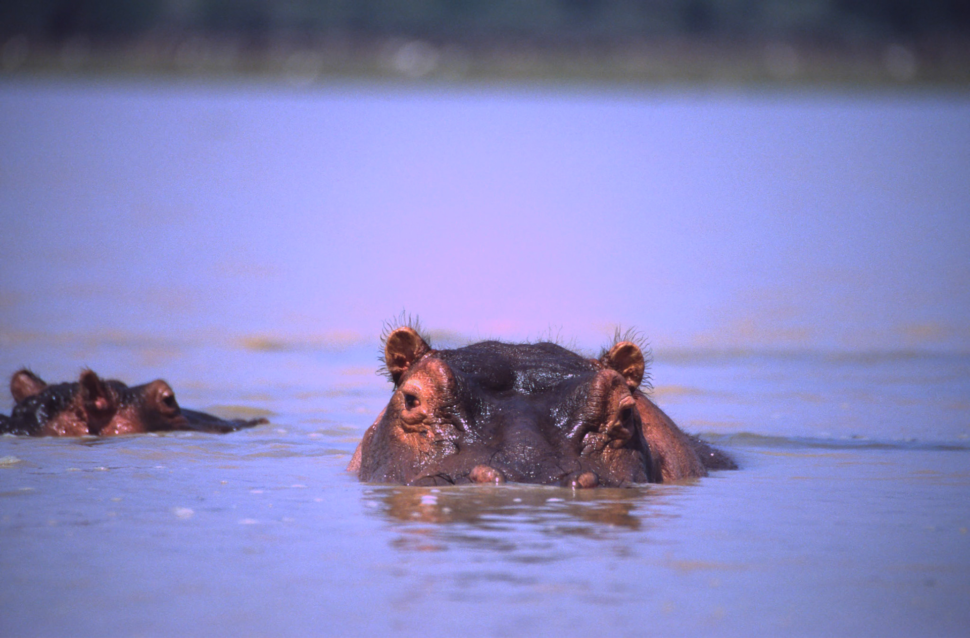 Hippopotamus, Lake Baringo Kenya