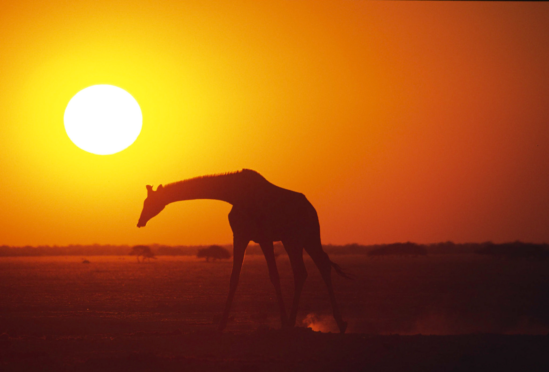 Giraffe at Sunset, Nxai Pan National Park Botswana