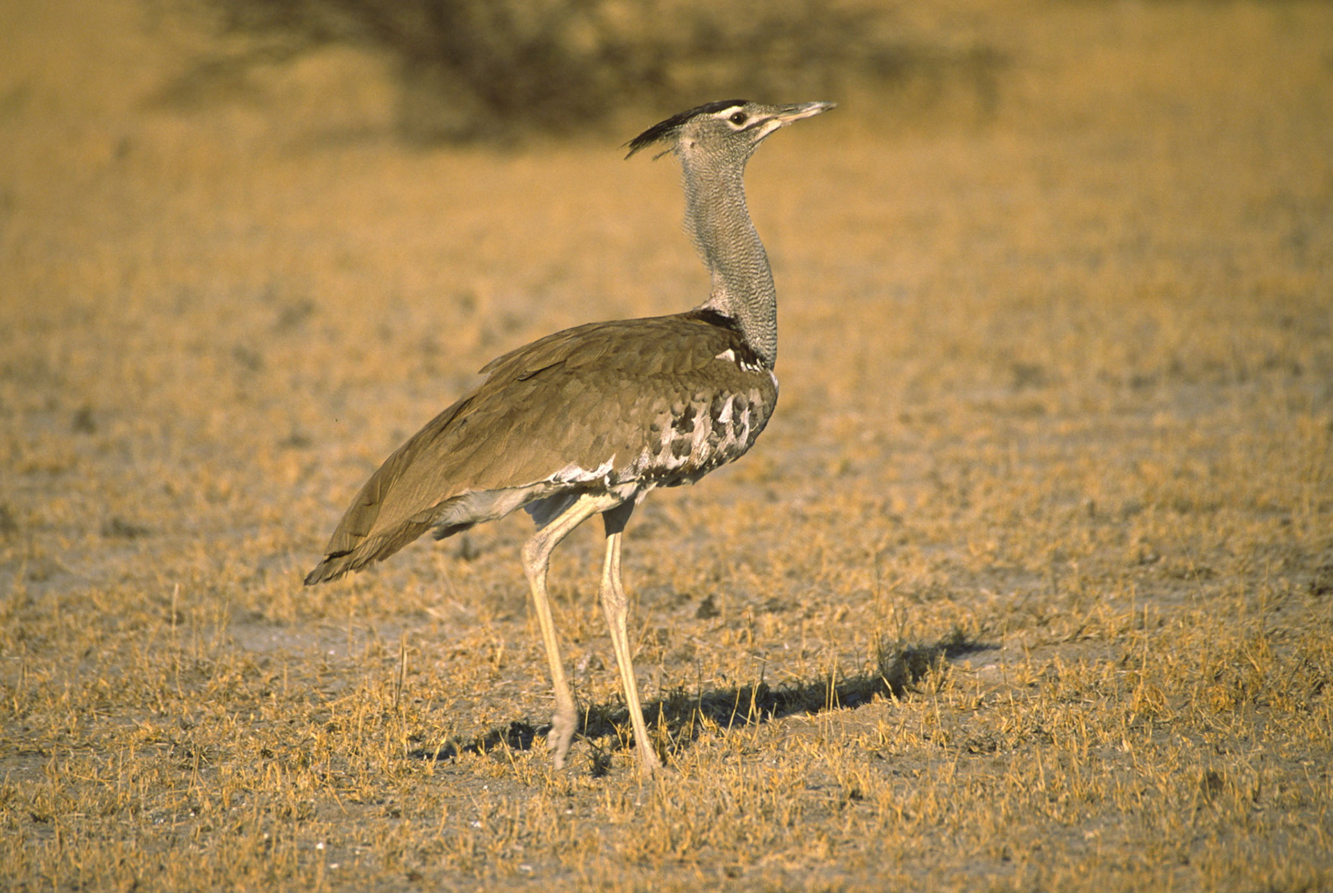 Kori Bustard, Nxai Pan National Park Botswana