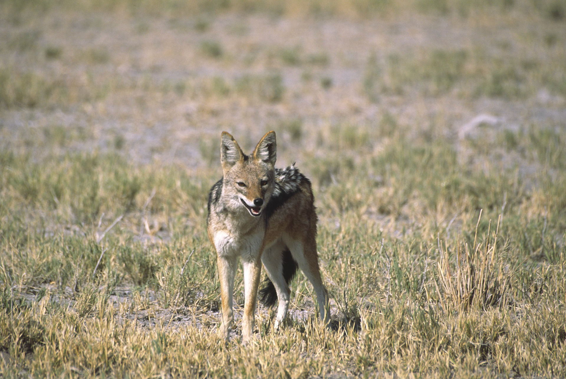Black backed jackal, Nxai Pan National Park Botswana