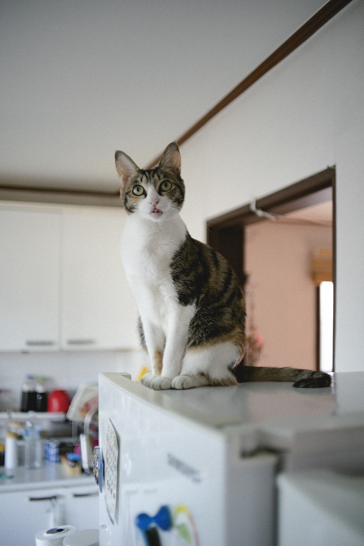 cat image