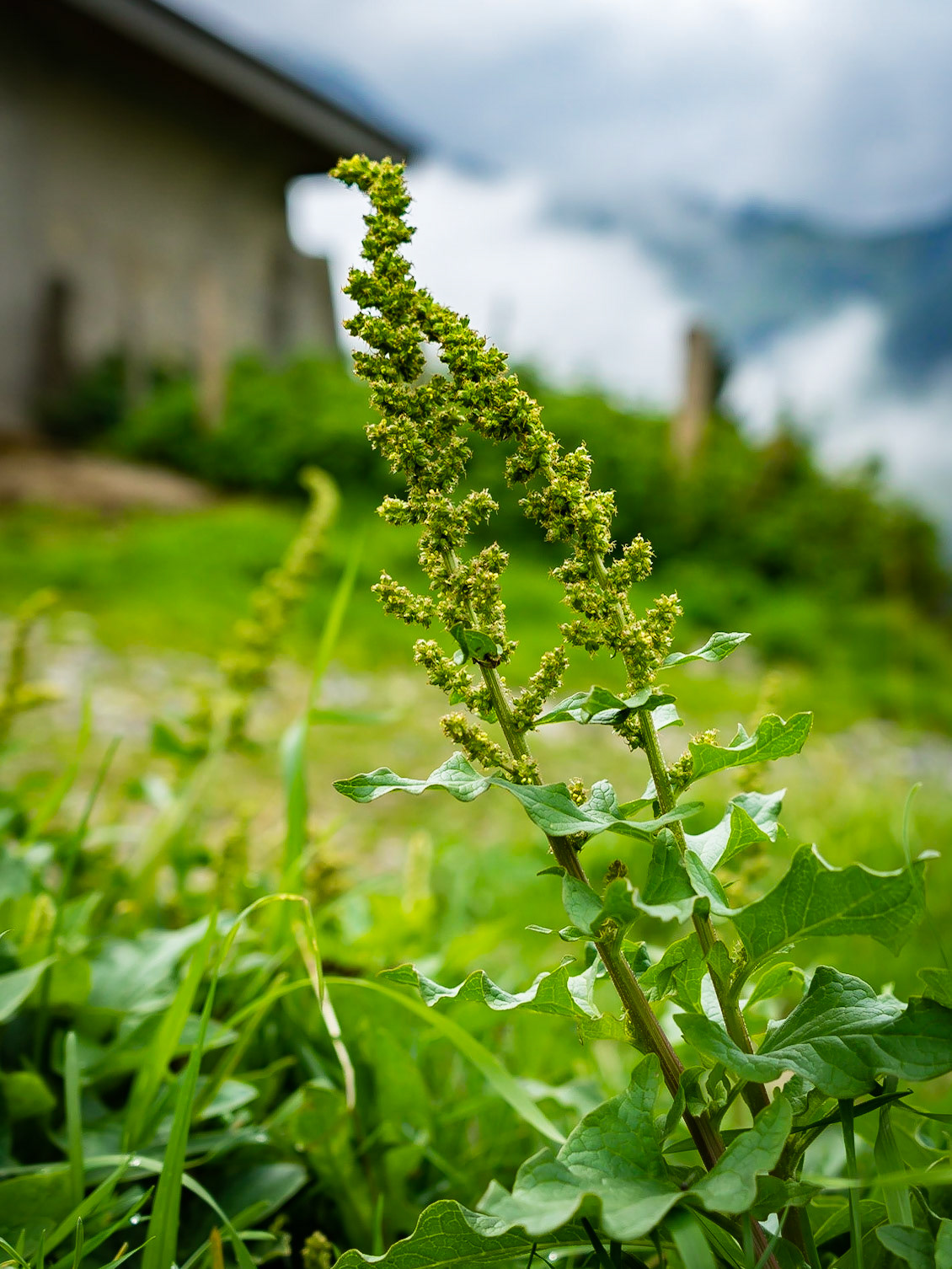 Chenopodium bonus-henricus - Chenopode Bon-Henri