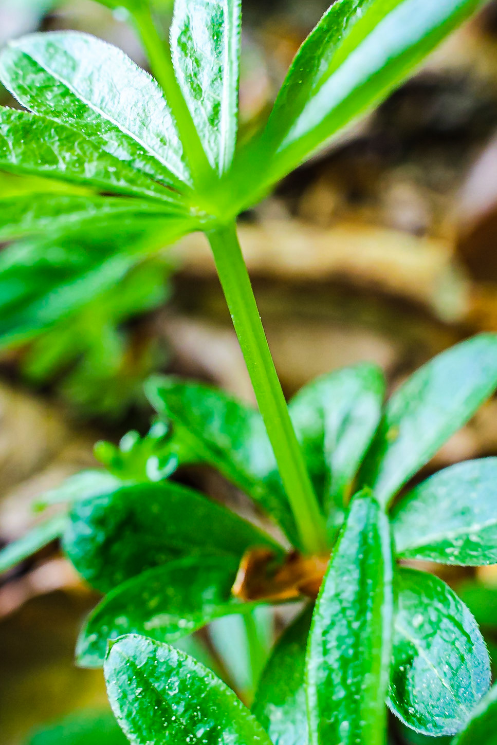 Galium odoratum - Aspérule odorante