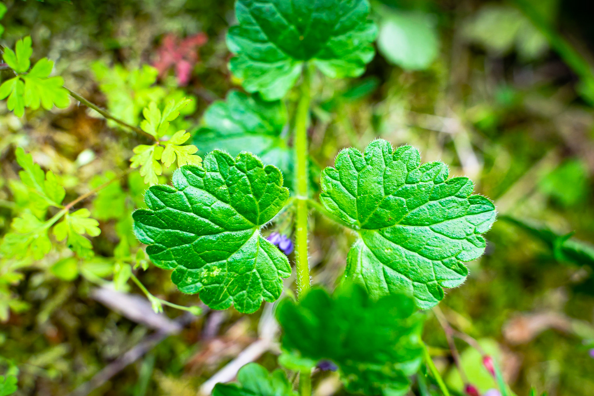 Glechoma hederacea - Lierre terrestre