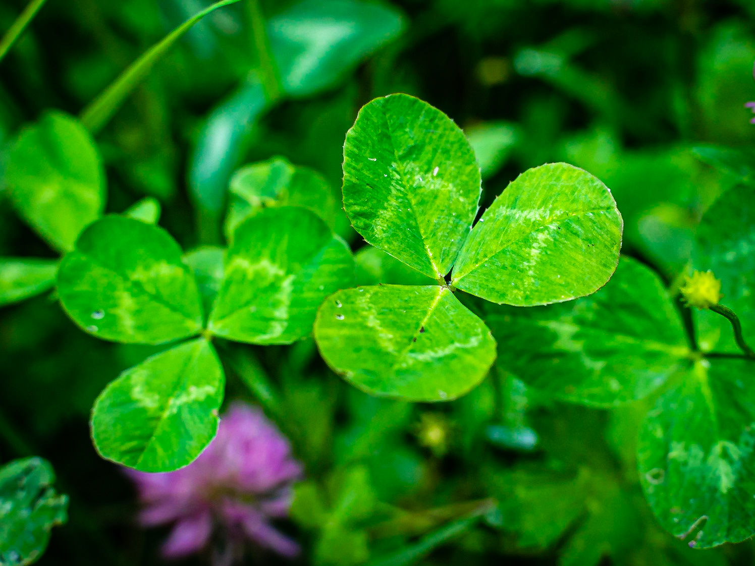 Trifolium pratense - Trèfle des prés