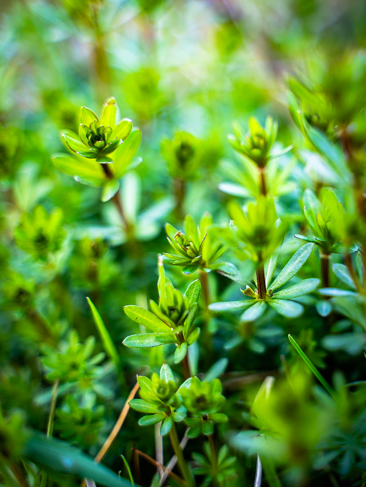 Gallium album - Gaillet blanc