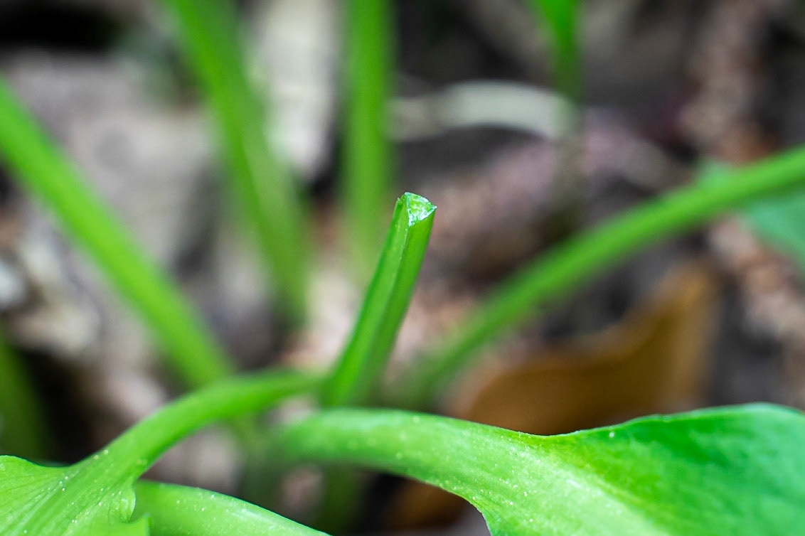 Allium ursinum - Ail des ours