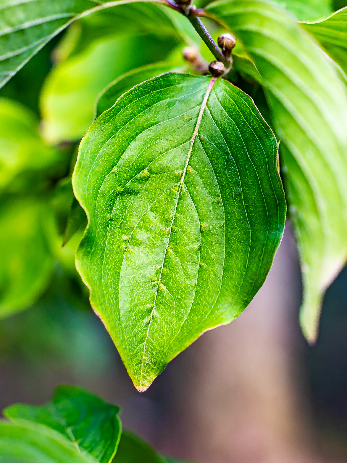 Cornus mas - Cornouiller mâle