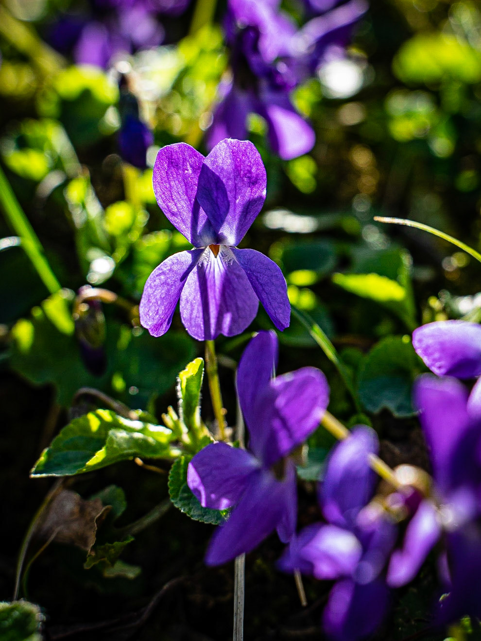 Viola odorata - Violette odorante
