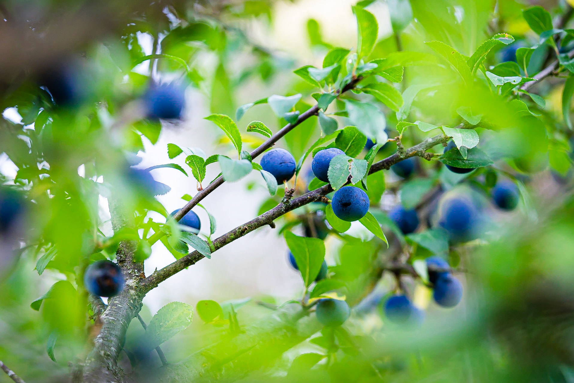 Prunus spinosa - Prunellier