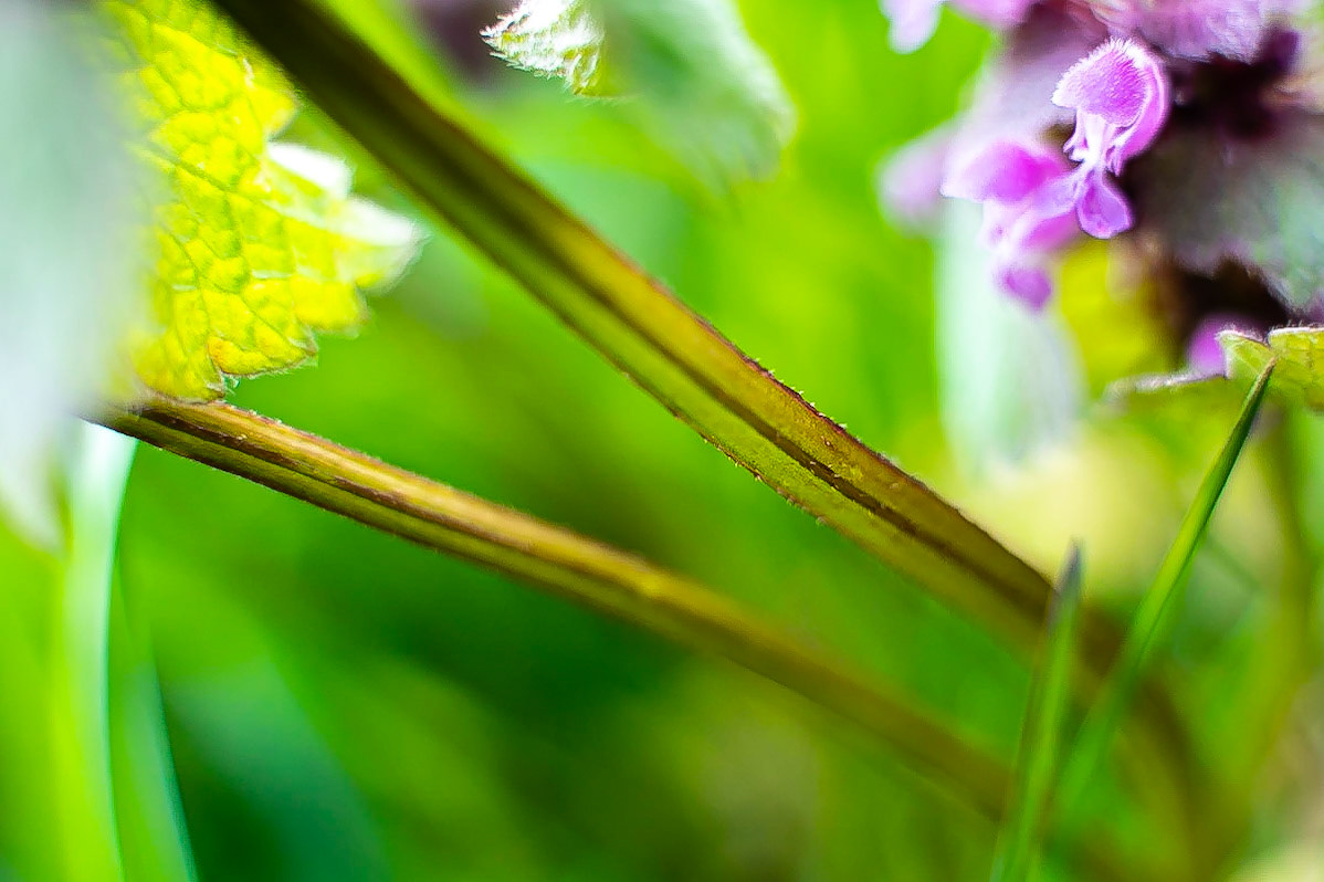 Lamium purpurea - Lamier pourpre