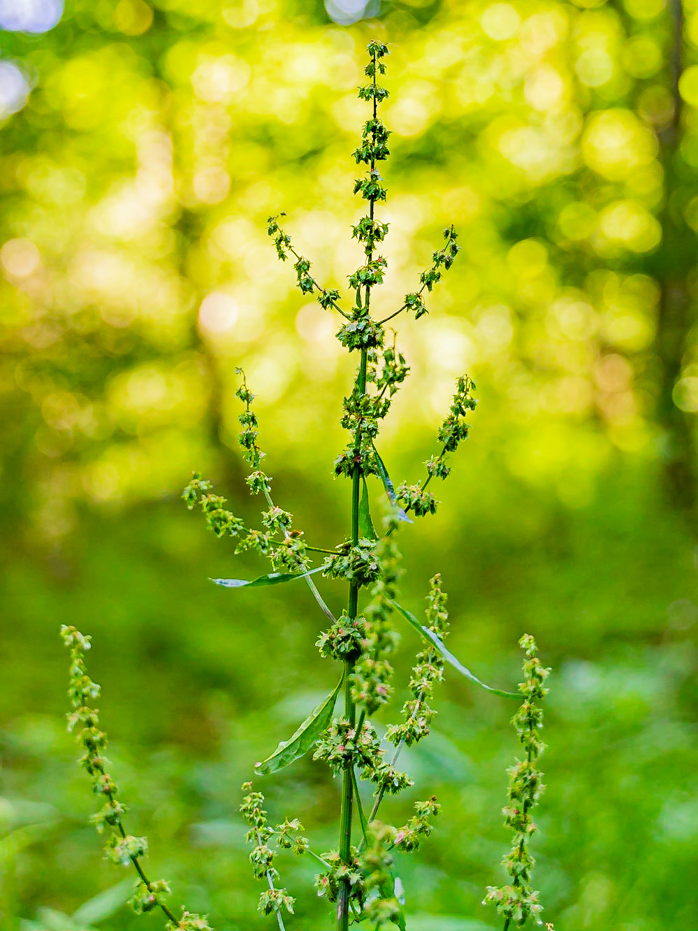 Rumex obtusifolius - Rumex à feuilles obtuses