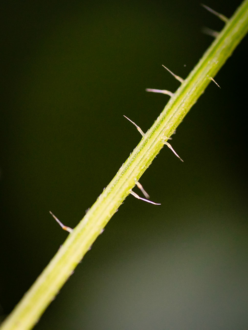 Urtica dioica - Ortie dioïque