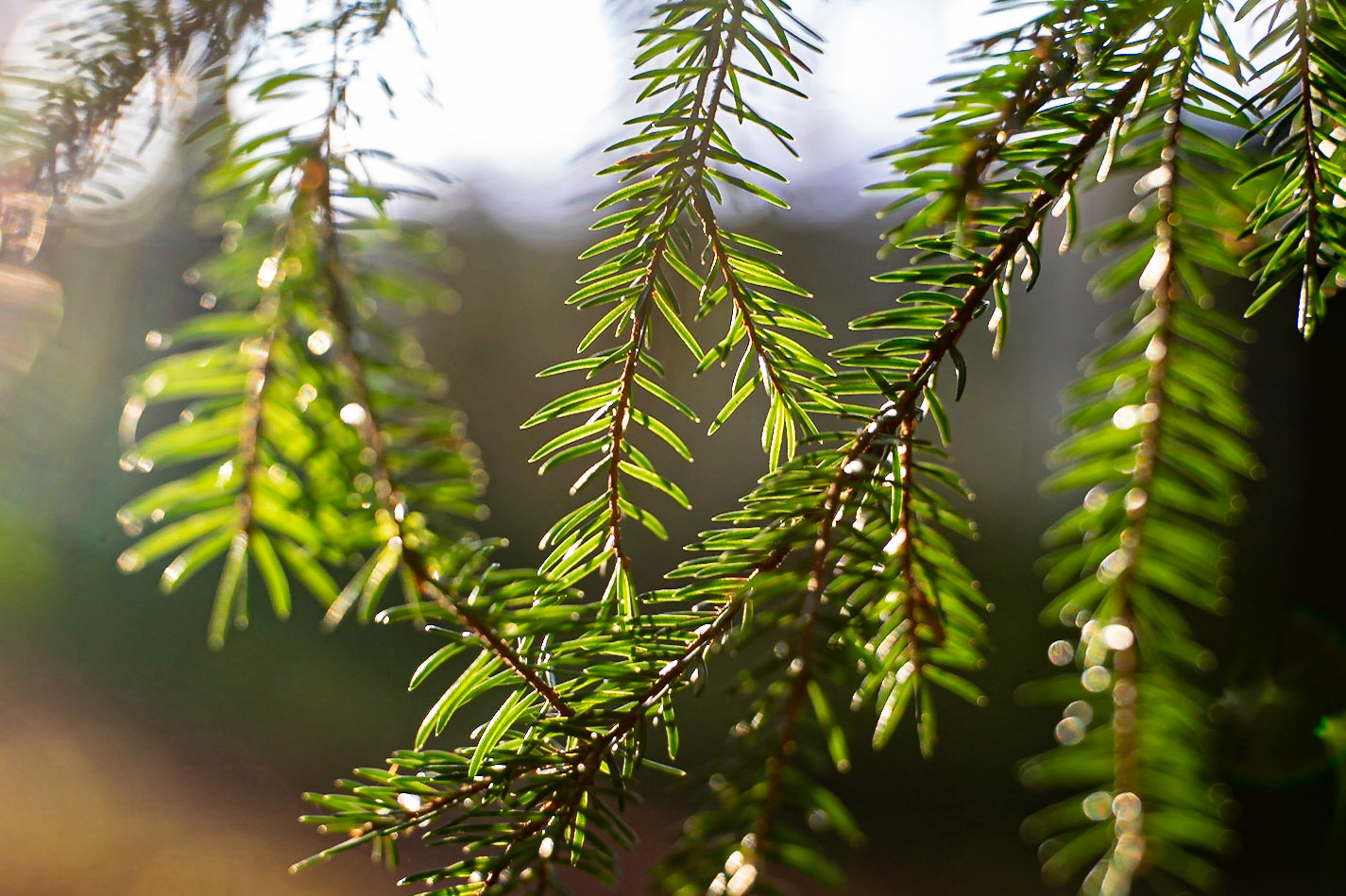 Picea abes - Epicéa commun