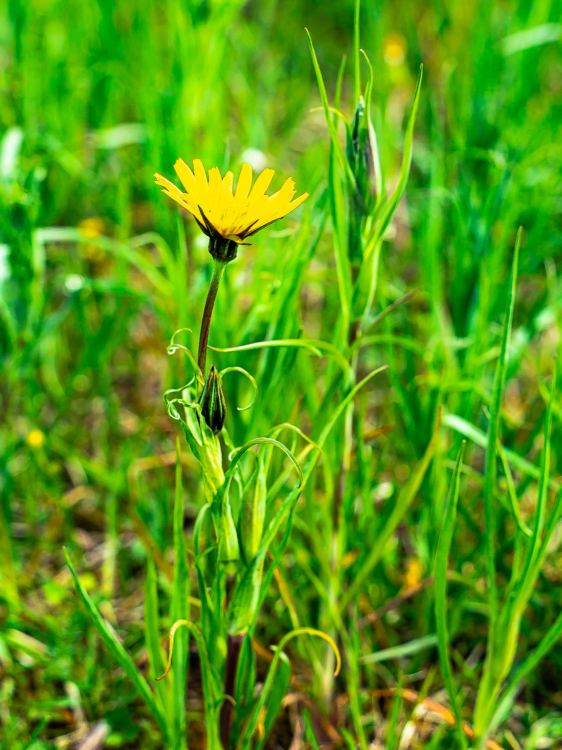 Tragopogon pratensis - Salsifis des prés