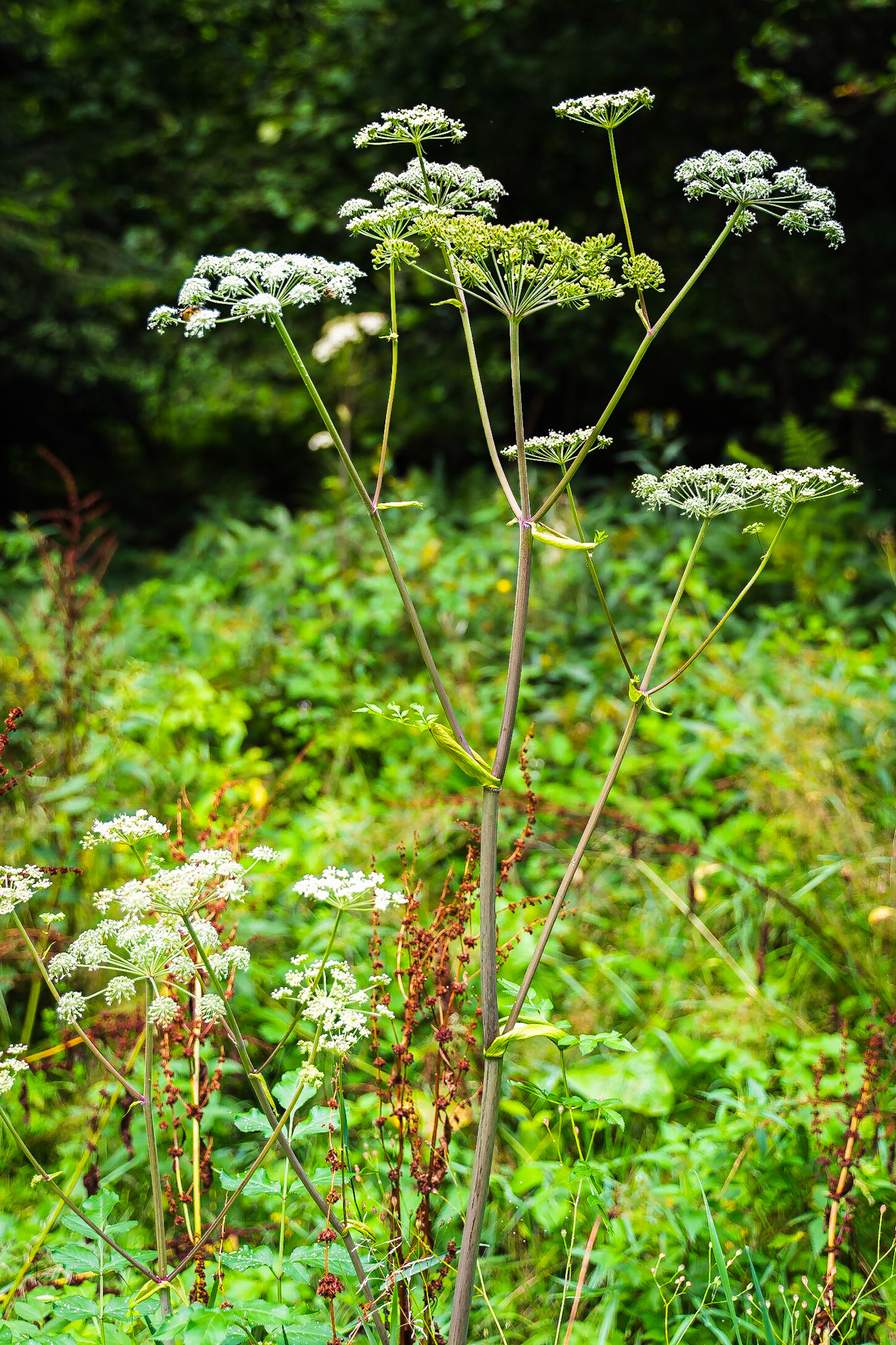 Anglica sylvestris - Angélique sauvage