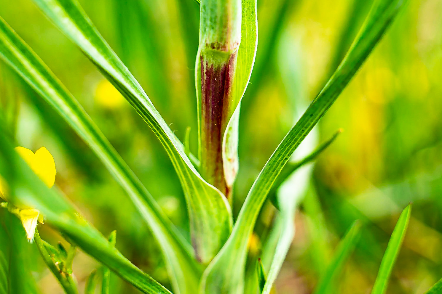 Tragopogon pratensis - Salsifis des prés