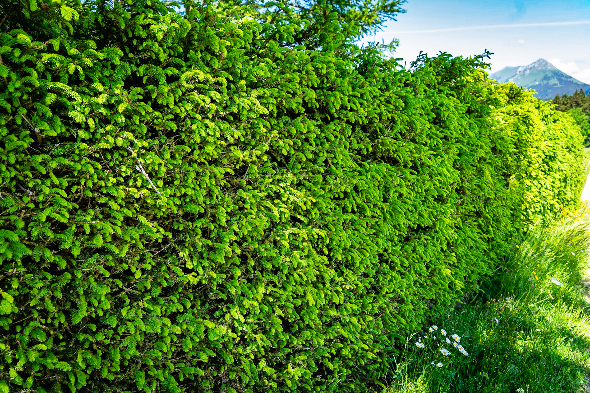 Picea abes - Epicéa commun