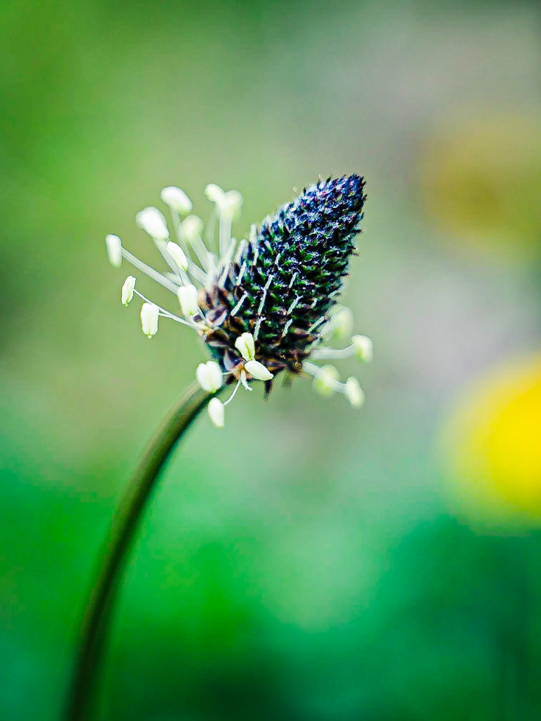 Plantago lanceolata - Plantain lancéolé