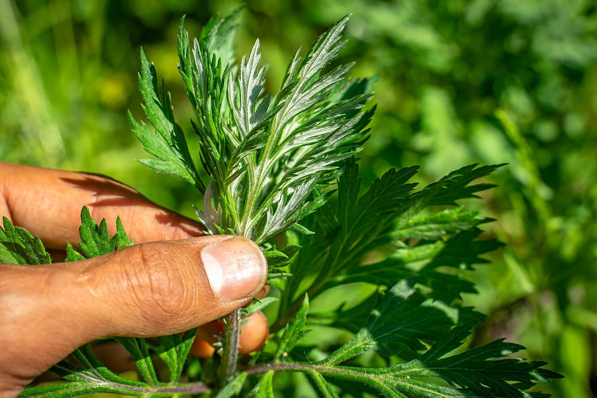 Artemisia vulgaris - Armoise commune