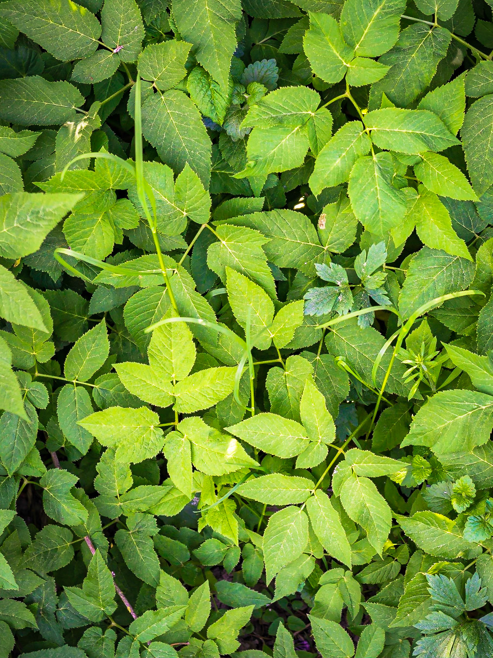 Aegopodium podagraria - Egopode